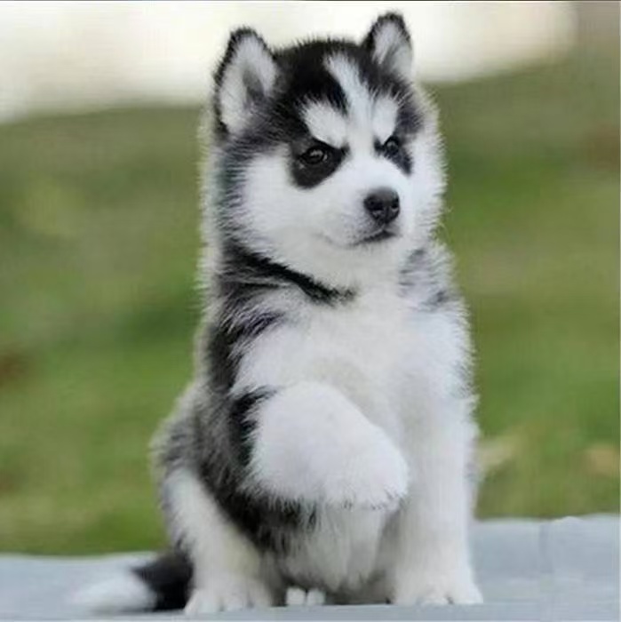 哈威（萌新头子）