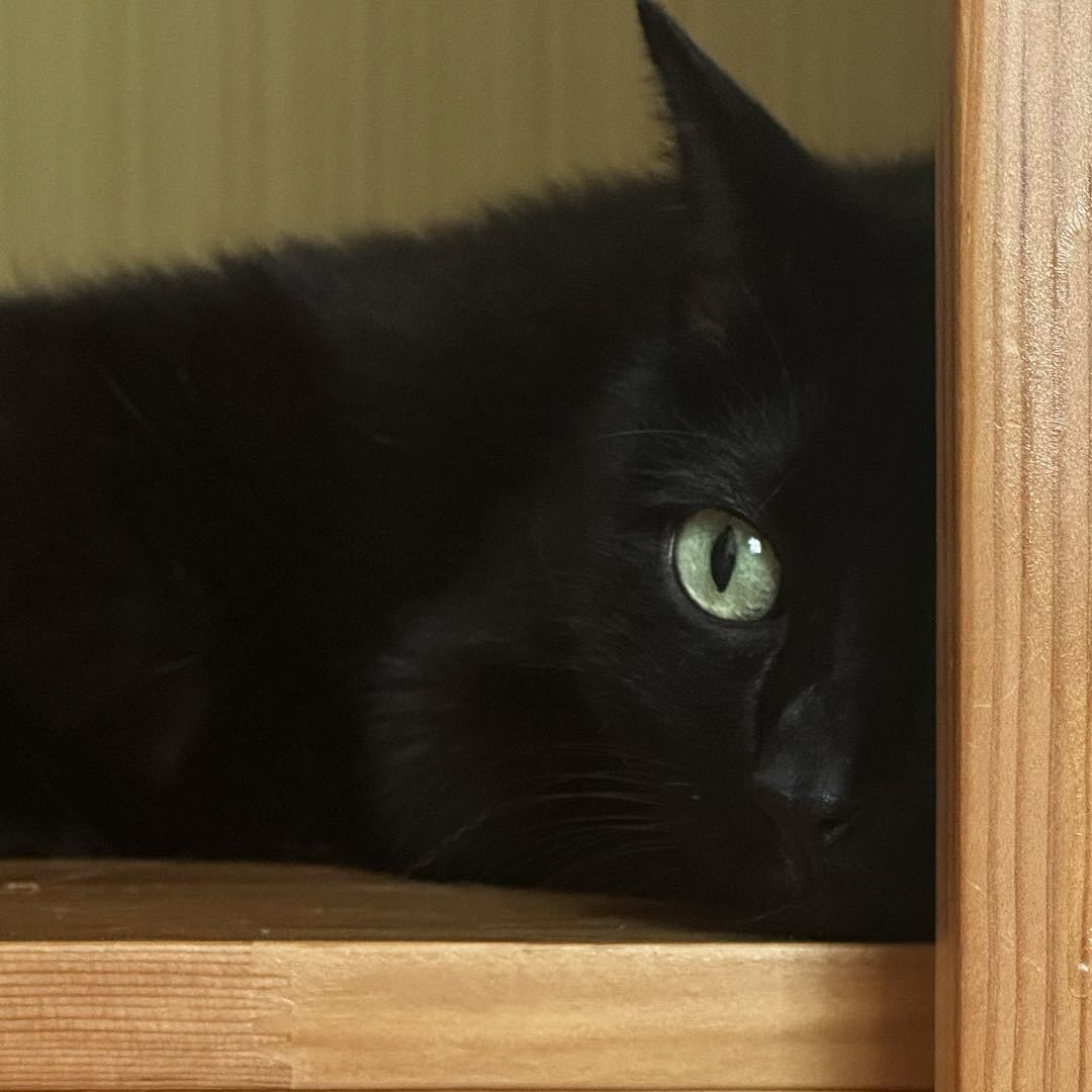 一个养猫的（CTO）